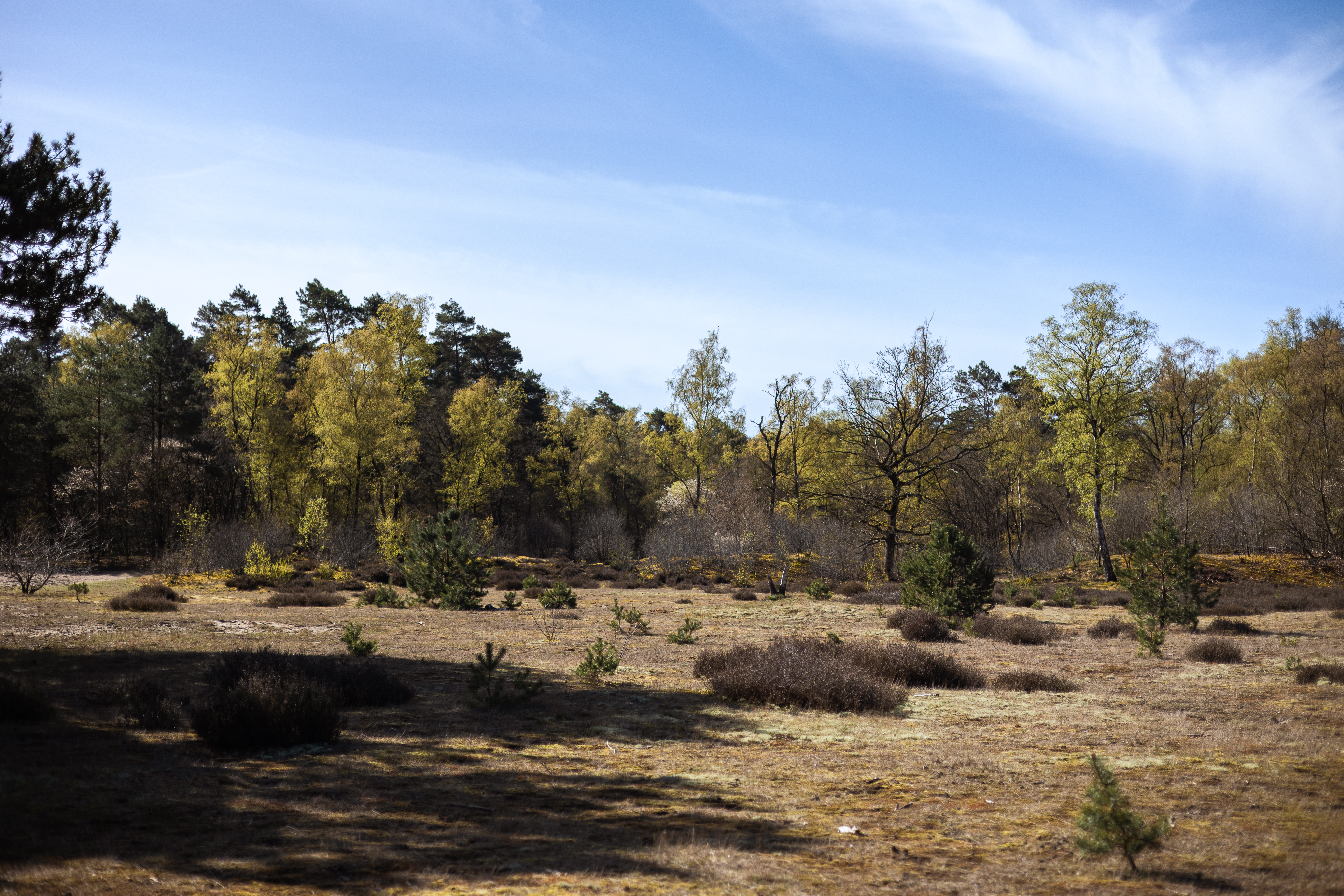 Noordbargerbos, Emmen